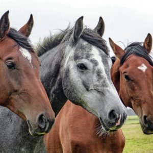 Koně a jejich ohrožení alergiemi