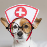 Portrait of a cute young small dog sitting on bed. Wearing stethoscope and glasses. He looks like a doctor or a vet. Home, indoors or studio. White background.