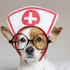 Portrait of a cute young small dog sitting on bed. Wearing stethoscope and glasses. He looks like a doctor or a vet. Home, indoors or studio. White background.